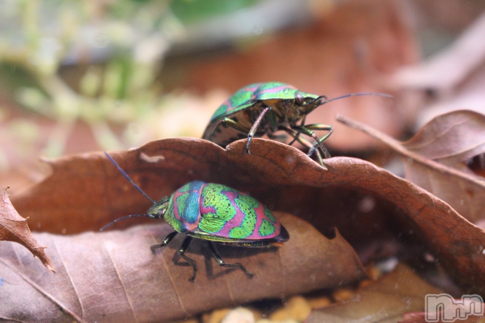 �ڳ�ư���012�ۿ������ƥ饹����3���ܳ��Ť������ޤ���