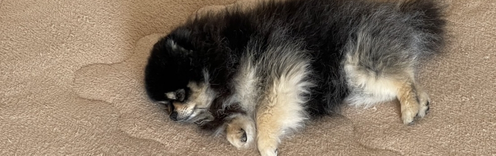 ��Į�ۥ��ȡ��ܡ������С� A151 �֡�ͺ ˱���Ρּ򻨵��դޤ�������ͥ��