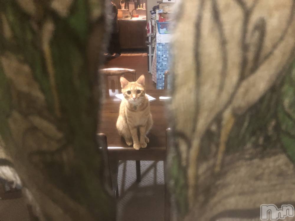 ��Į�ۥ��ȡ��ܡ������С�A151(�����������ݥ���) ������ä�11��17���̥�֥����ּ�����