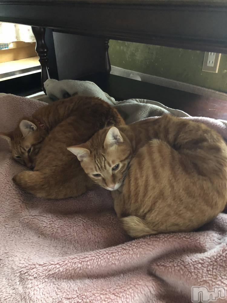 ��Į�ۥ��ȡ��ܡ������С�A151(�����������ݥ���) ������ä�11��21���̥�֥����ּ��ʾҲ��