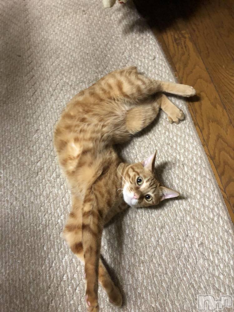 ��Į�ۥ��ȡ��ܡ������С�A151(�����������ݥ���) ������ä�11��22���̥�֥����ֺǶ��