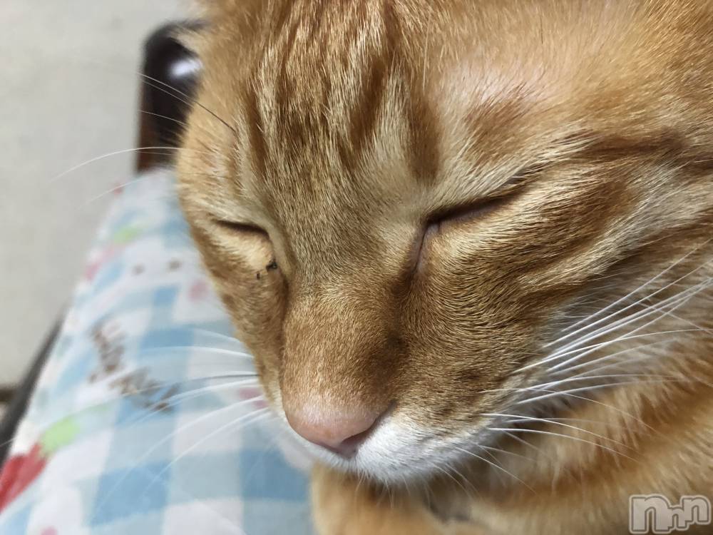 ��Į�ۥ��ȡ��ܡ������С�A151(�����������ݥ���) ������ä�12��5���̥�֥����ֵס���