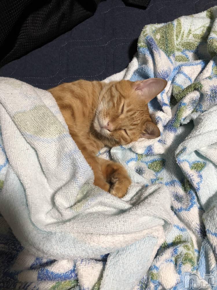 ��Į�ۥ��ȡ��ܡ������С�A151(�����������ݥ���) ������ä�12��6���̥�֥�����ī���������