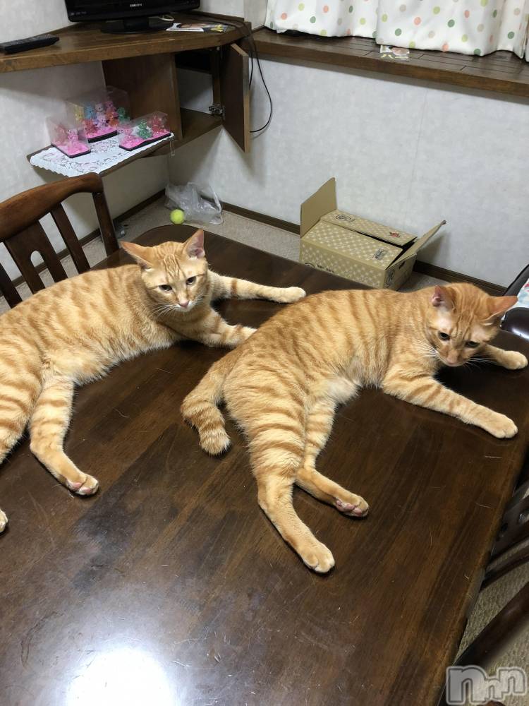 ��Į�ۥ��ȡ��ܡ������С�A151(�����������ݥ���) ������ä�12��10���̥�֥����֥��󥯥���