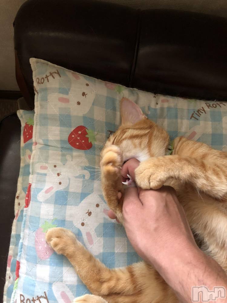 ��Į�ۥ��ȡ��ܡ������С�A151(�����������ݥ���) ������ä�12��13���̥�֥������֤�����