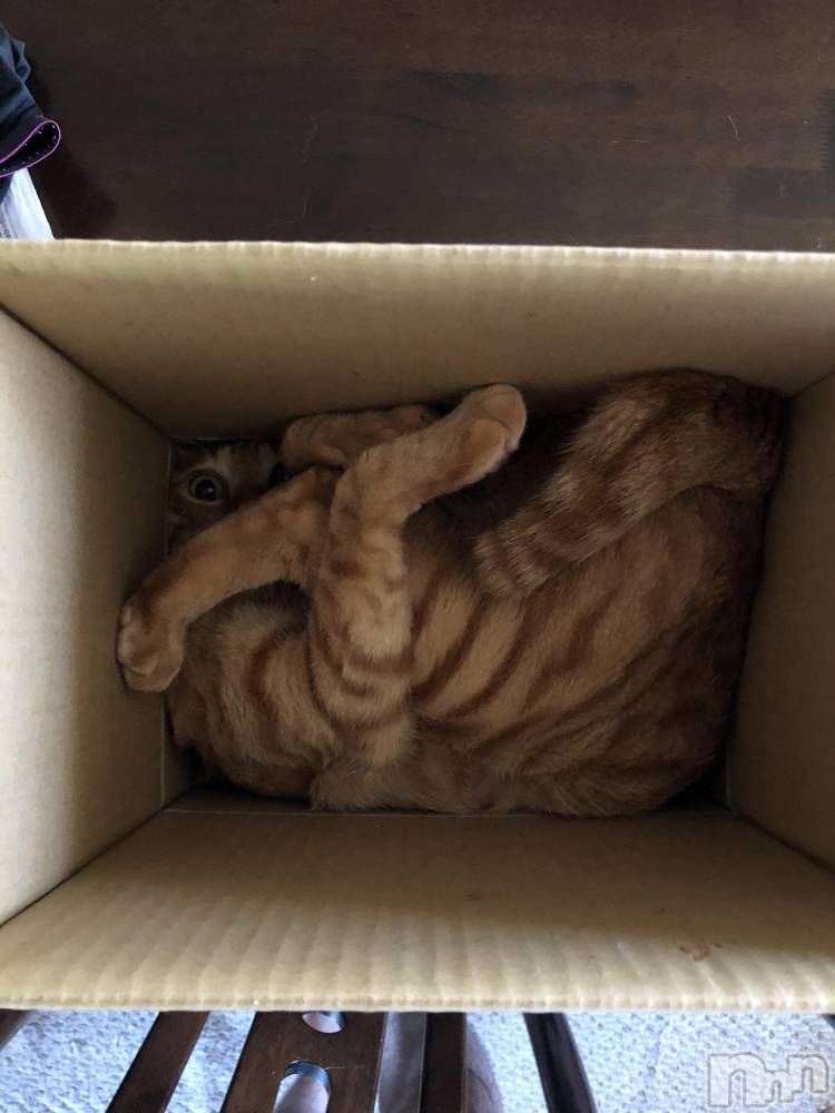 ��Į�ۥ��ȡ��ܡ������С�A151(�����������ݥ���) ������ä�12��18���̥�֥����֤��Ȥɤ���Ρ�