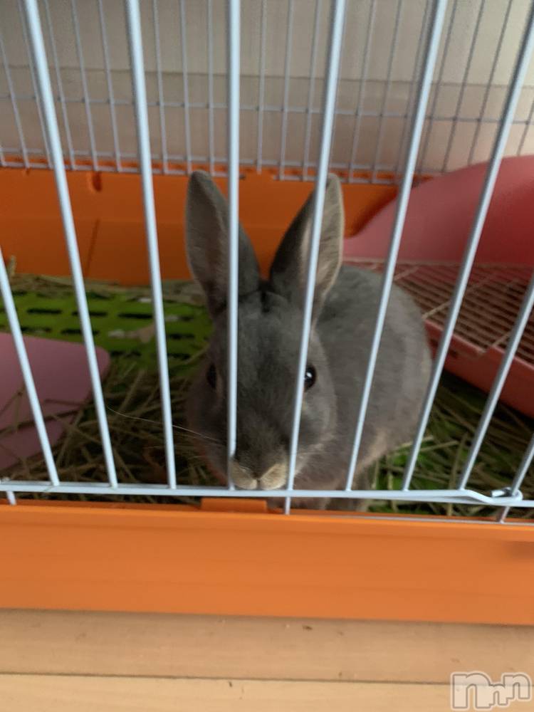 ��Į�ۥ��ȡ��ܡ������С�A151(�����������ݥ���) ������ä�3��17���̥�֥����֡���