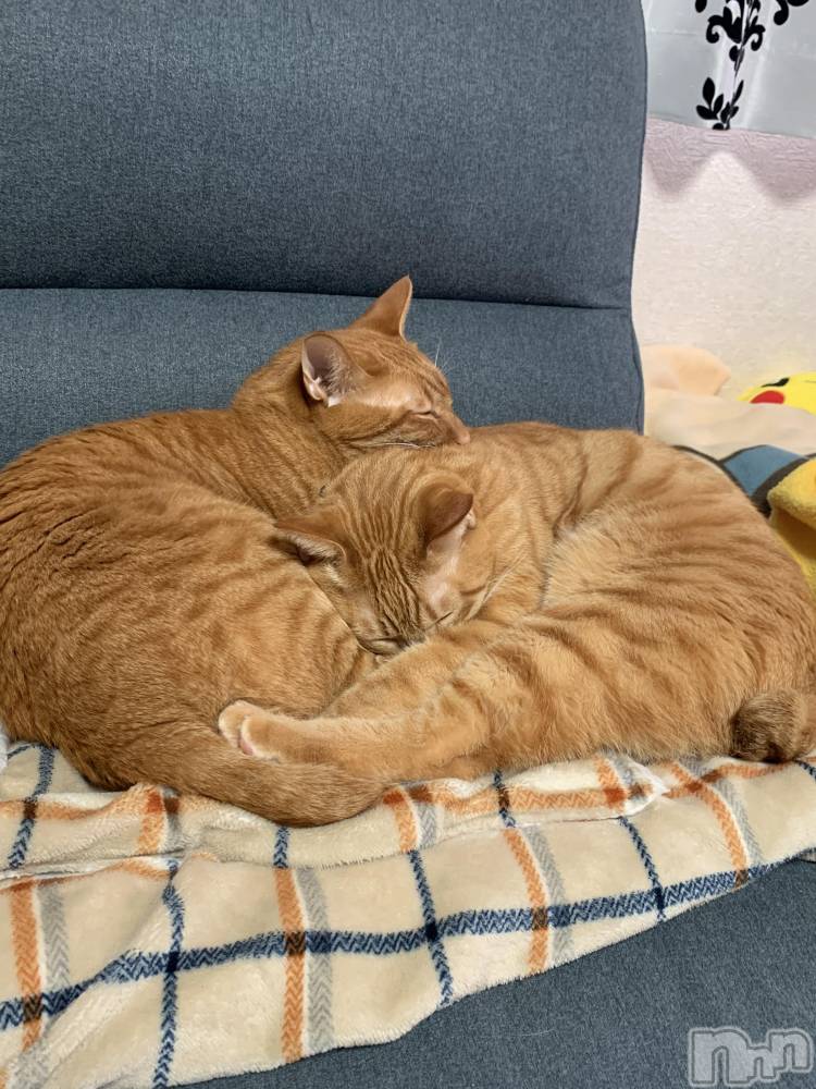 ��Į�ۥ��ȡ��ܡ������С�A151(�����������ݥ���) ������ä�11��12���̥�֥����ֺ�����ǭ��