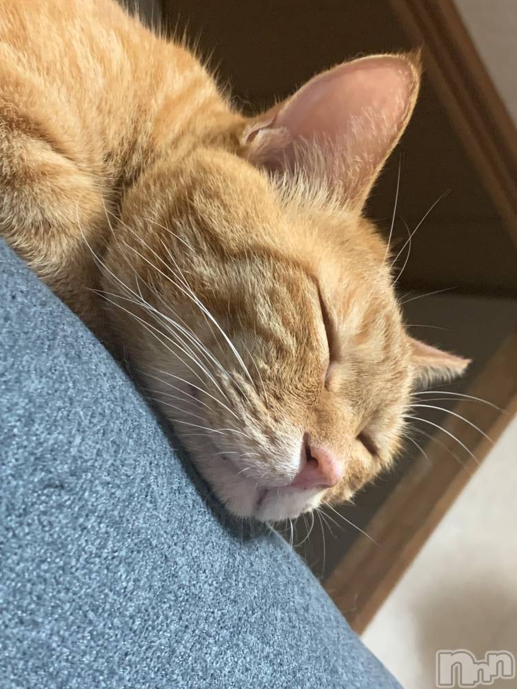 ��Į�ۥ��ȡ��ܡ������С�A151(�����������ݥ���) ������ä�11��20���̥�֥����֤ͤ���