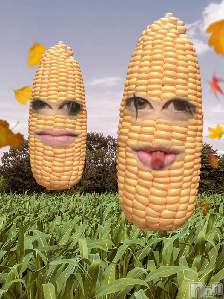 ��Į�ۥ��ȡ��ܡ������С�A151(�����������ݥ���) ������ä�12��19���̥�֥����֤�������ܡ�����