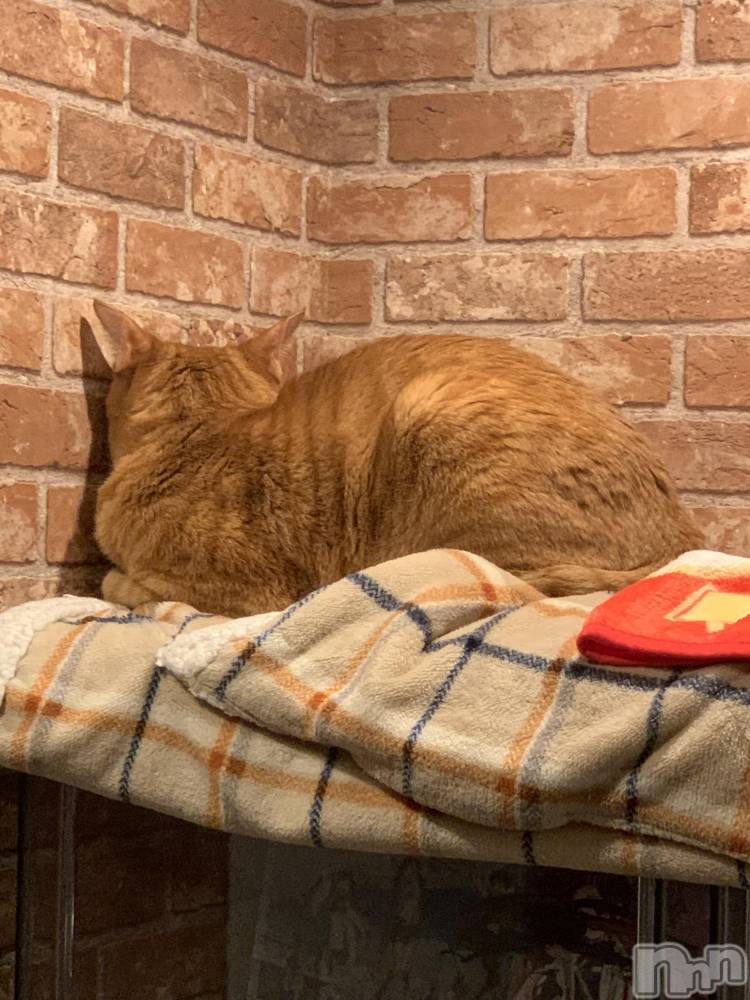 ��Į�ۥ��ȡ��ܡ������С�A151(�����������ݥ���) ������ä�1��6���̥�֥������ɤ�Ĵ�ҡ�