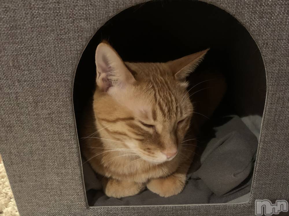 ��Į�ۥ��ȡ��ܡ������С�A151(�����������ݥ���) ������ä�1��10���̥�֥�����������