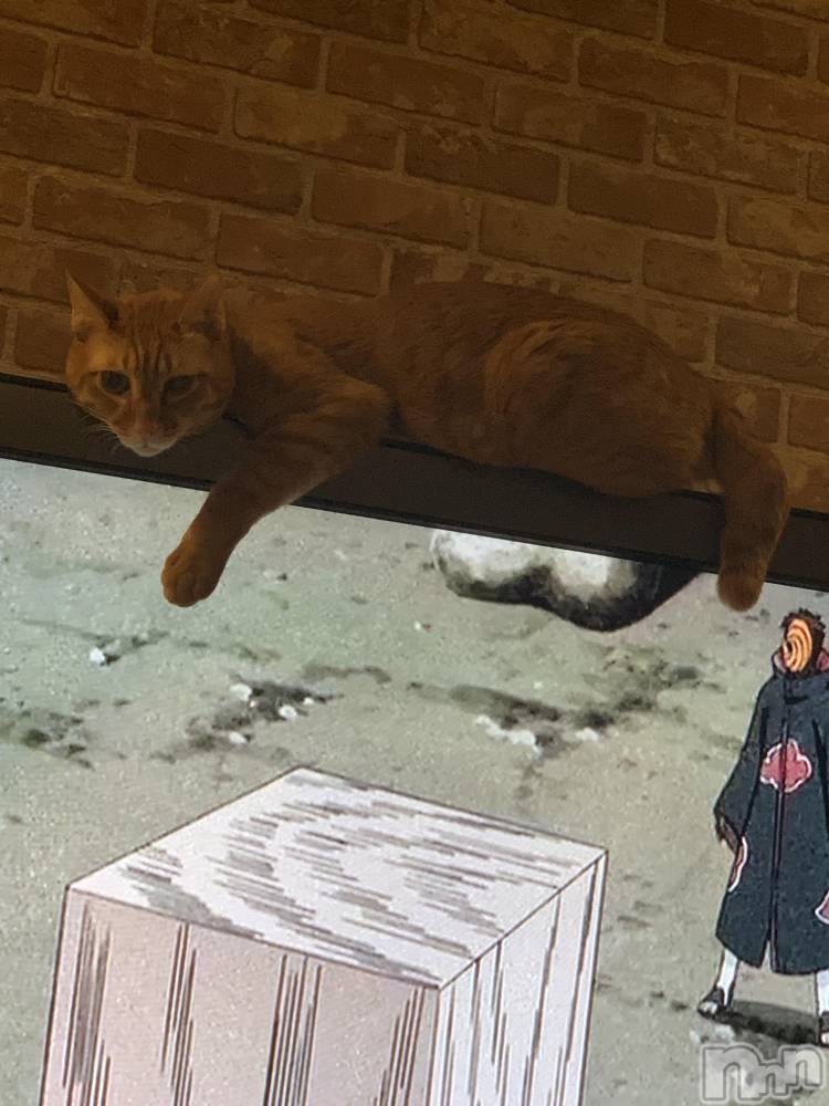 ��Į�ۥ��ȡ��ܡ������С�A151(�����������ݥ���) ������ä�3��12���̥�֥����ֶ�簭����