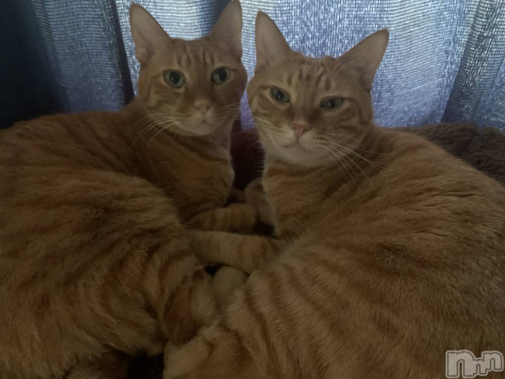 ��Į�ۥ��ȡ��ܡ������С�A151(�����������ݥ���) ������ä�12��13���̥�֥�����2ɤ��