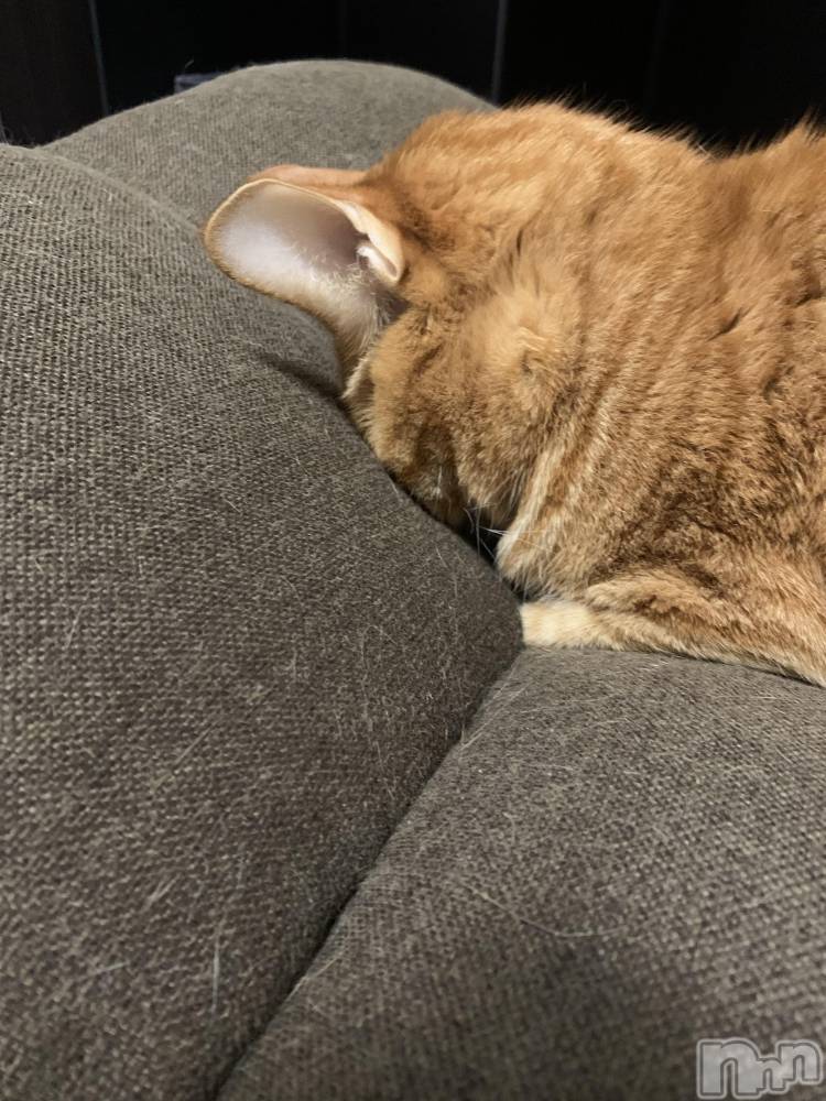 ��Į�ۥ��ȡ��ܡ������С�A151(�����������ݥ���) ������ä�3��27���̥�֥����֤����ʤ�����