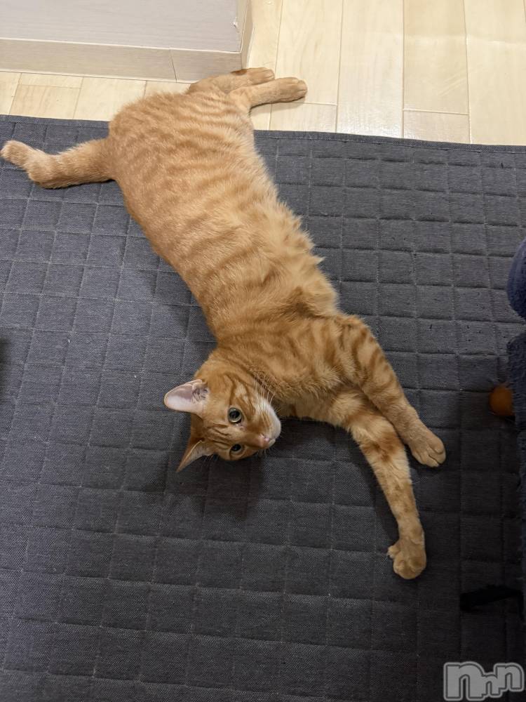 ��Į�ۥ��ȡ��ܡ������С�A151(�����������ݥ���) ������ä�8��20���̥�֥����֤����Ӥ礦��