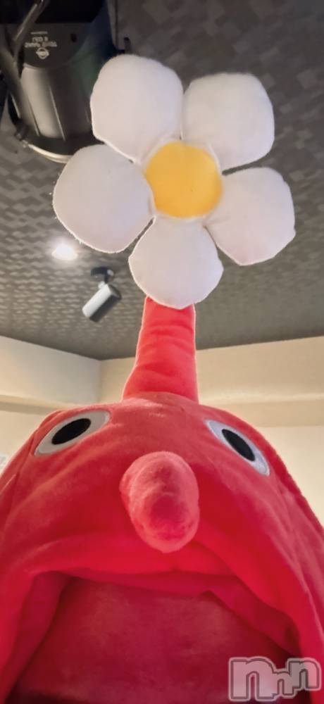 ��Į�ۥ��ȡ��ܡ������С�A151(�����������ݥ���) ������ä�10��31���̥�֥����֤��Ϥʡ�