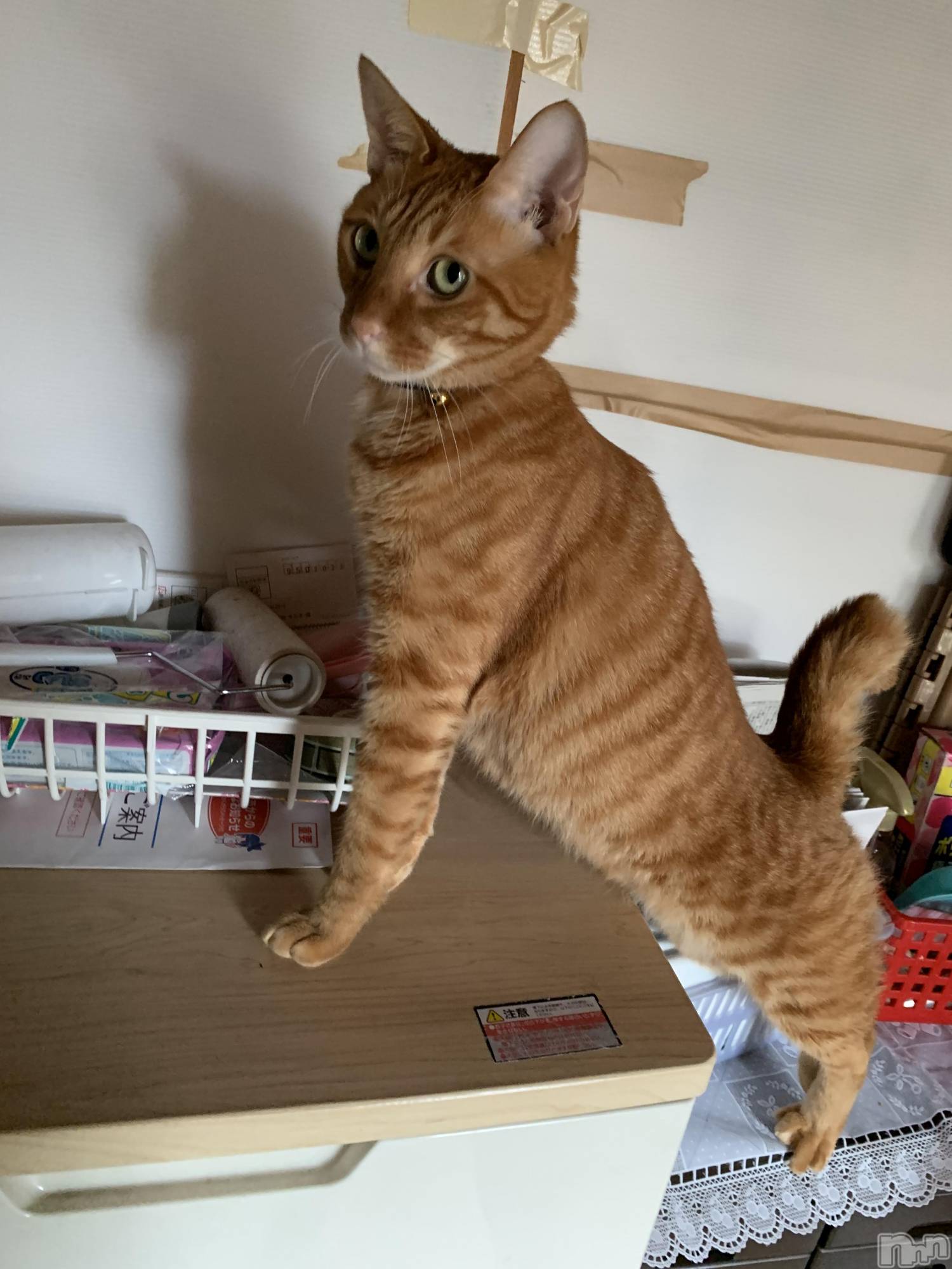 ��Į�ۥ��ȡ��ܡ������С�A151(�����������ݥ���) ��2019ǯ11��12���̥�֥����ֽ���ơ�