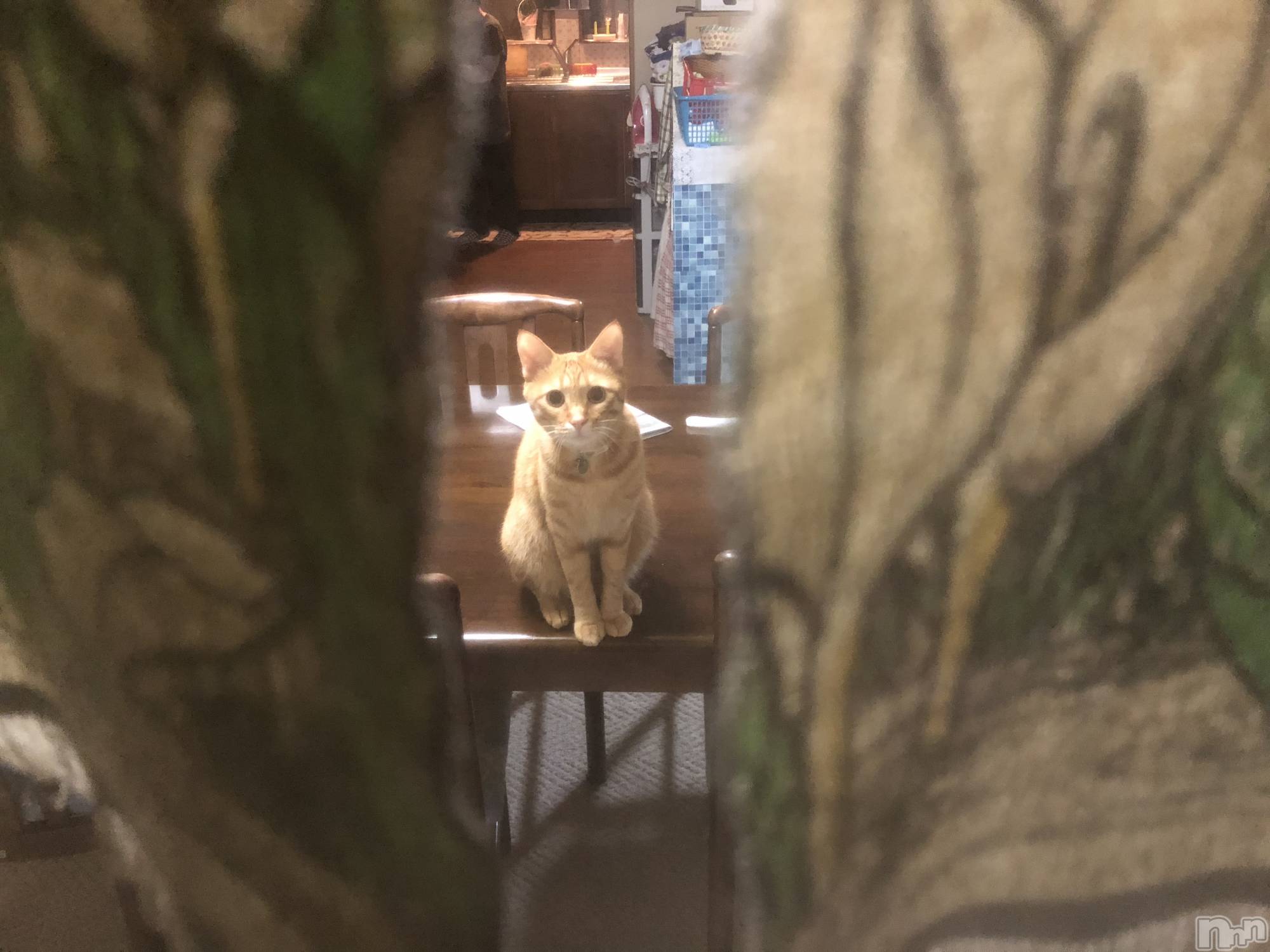 ��Į�ۥ��ȡ��ܡ������С�A151(�����������ݥ���) ��2019ǯ11��17���̥�֥����ּ�����