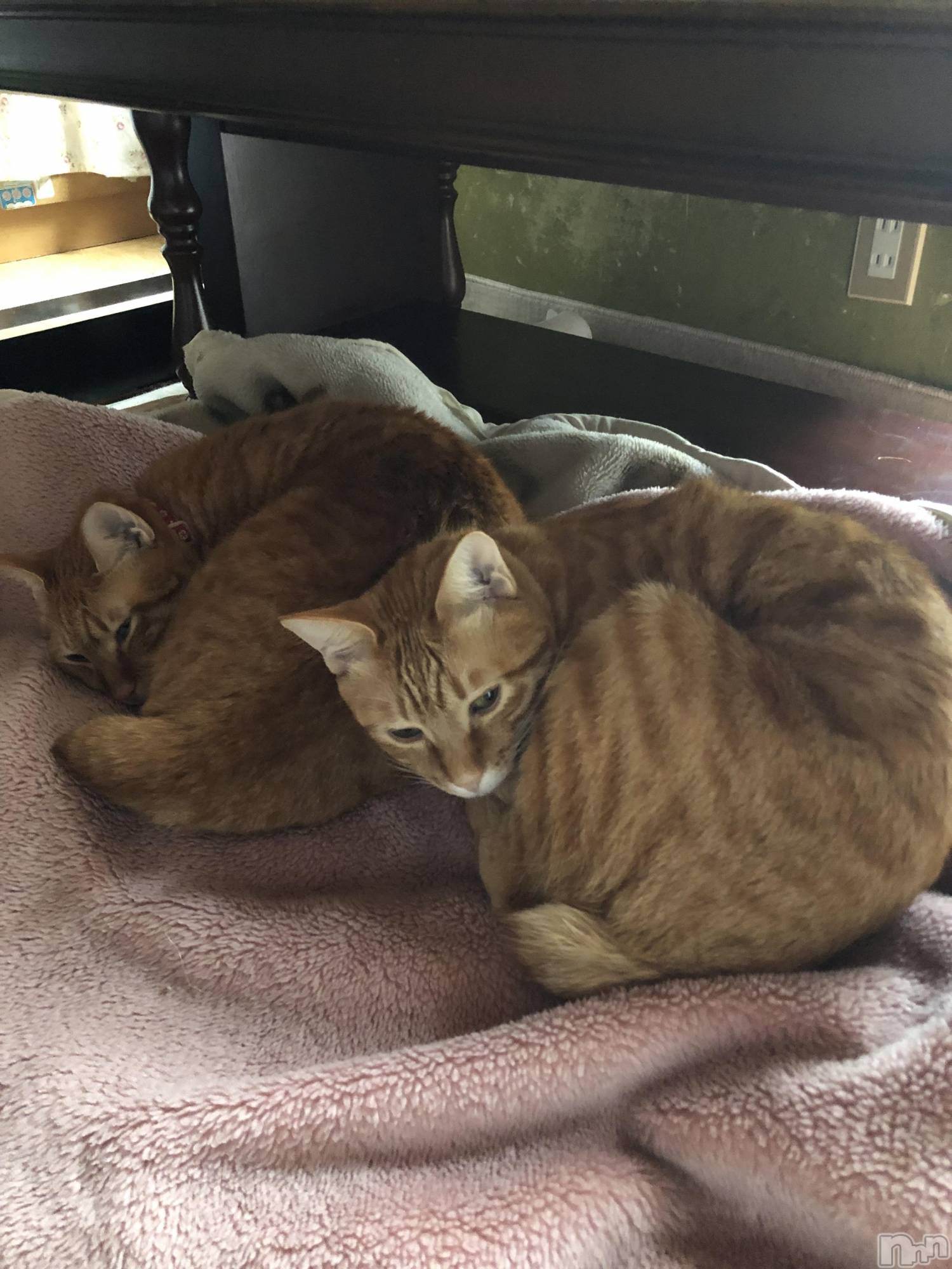 ��Į�ۥ��ȡ��ܡ������С�A151(�����������ݥ���) ��2019ǯ11��21���̥�֥����ּ��ʾҲ��