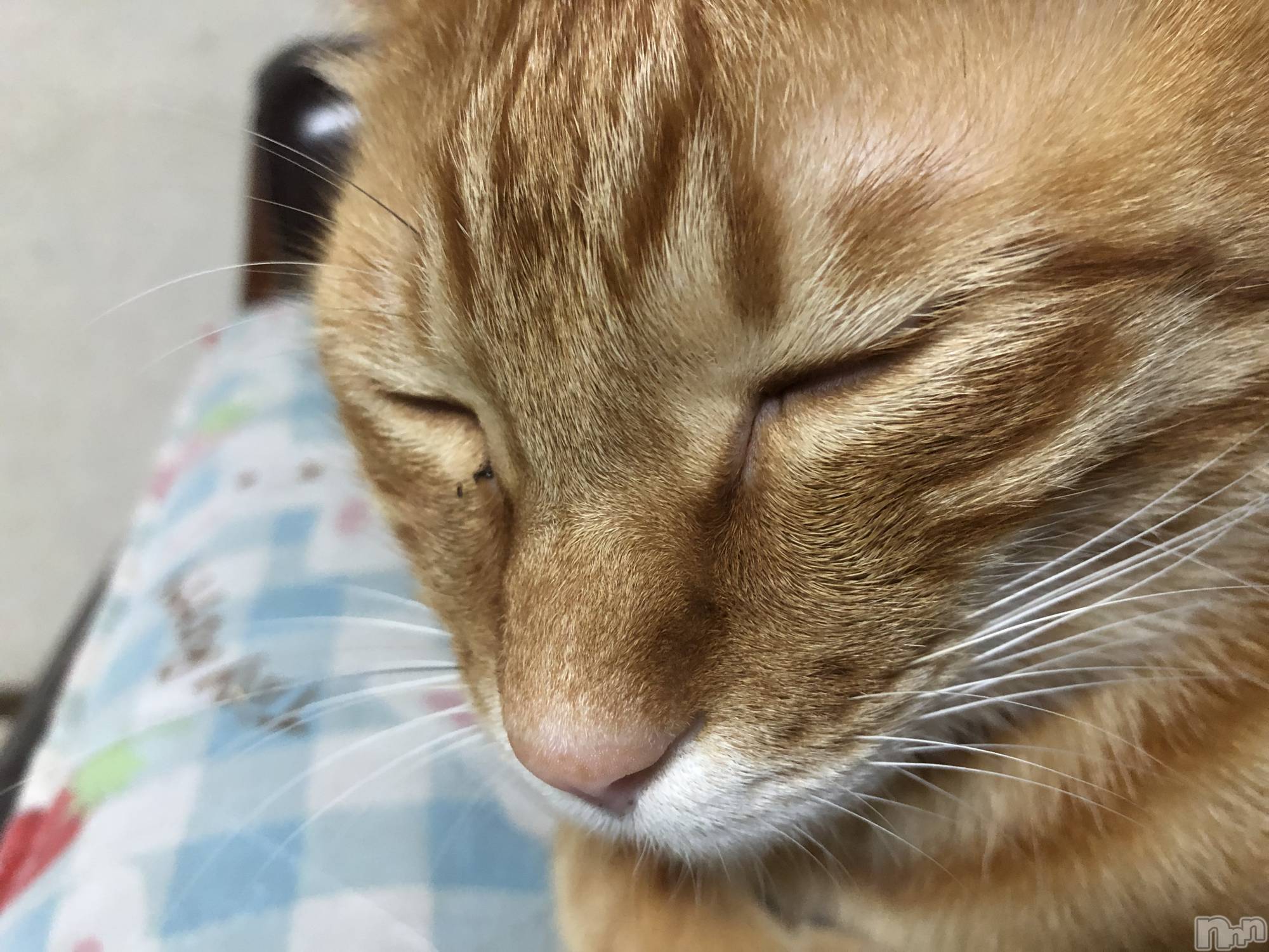 ��Į�ۥ��ȡ��ܡ������С�A151(�����������ݥ���) ��2019ǯ12��5���̥�֥����ֵס���