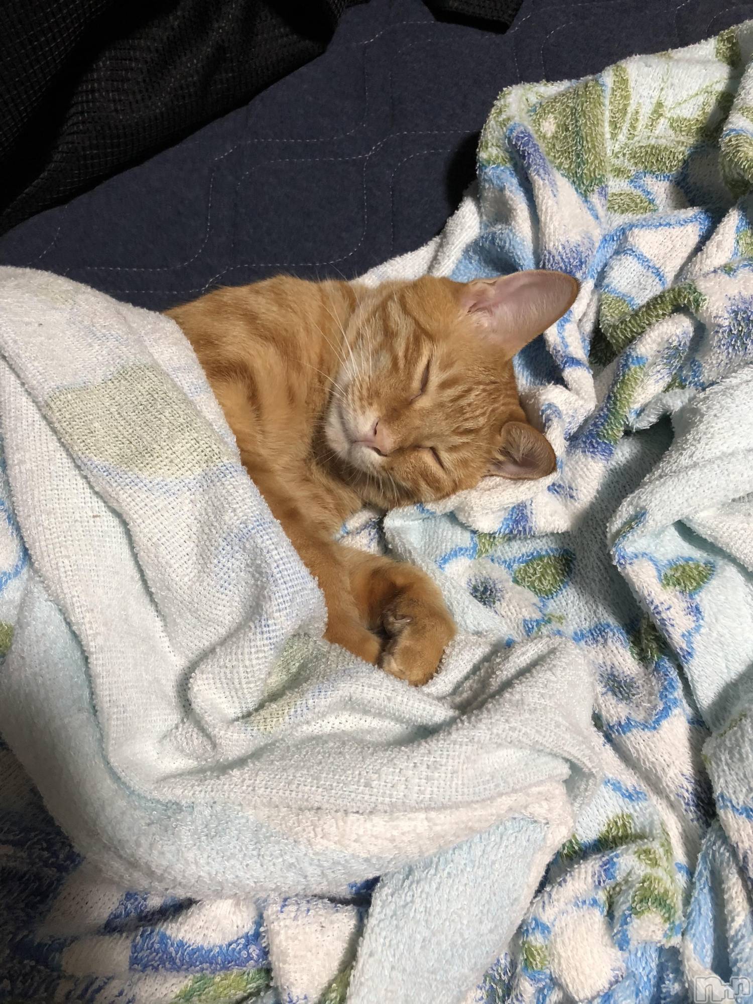 ��Į�ۥ��ȡ��ܡ������С�A151(�����������ݥ���) ��2019ǯ12��6���̥�֥�����ī���������