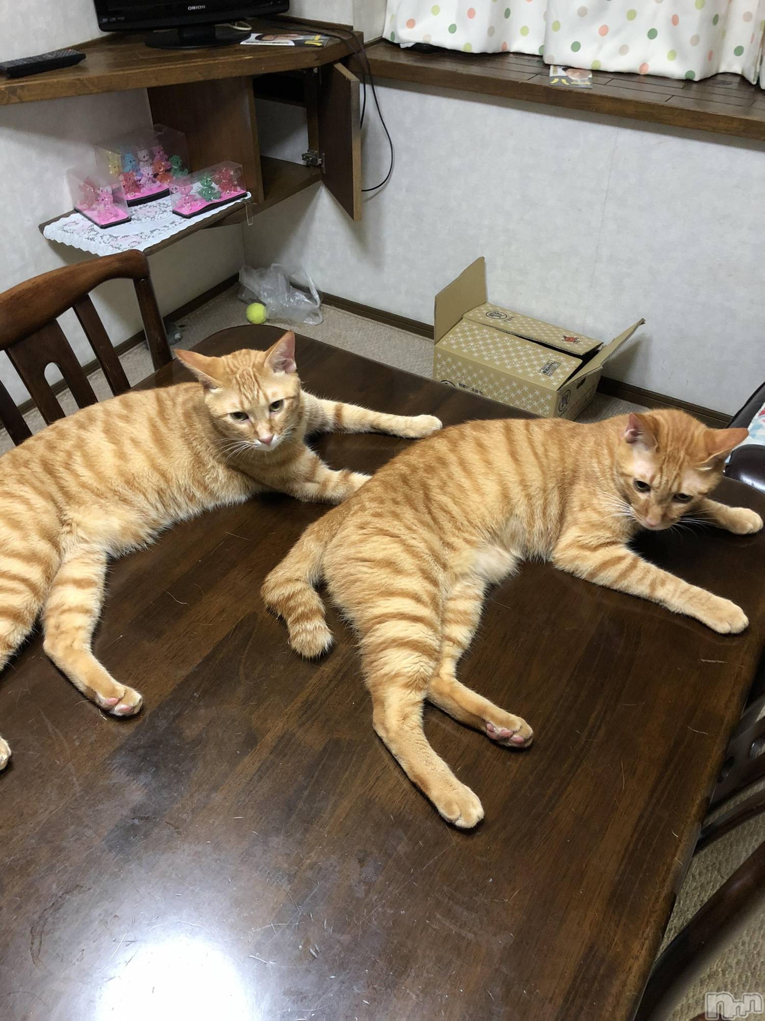 ��Į�ۥ��ȡ��ܡ������С�A151(�����������ݥ���) ��2019ǯ12��10���̥�֥����֥��󥯥���