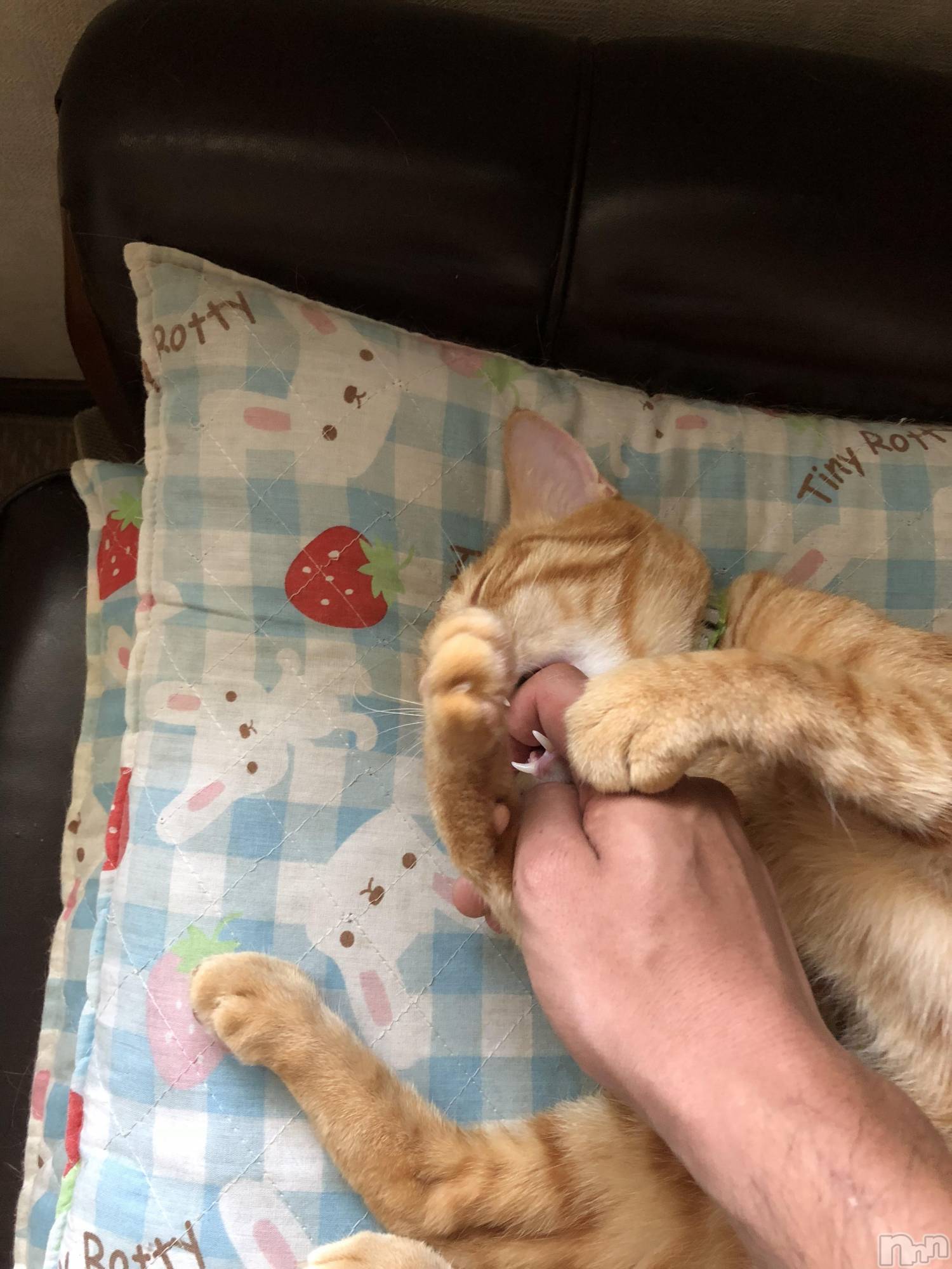 ��Į�ۥ��ȡ��ܡ������С�A151(�����������ݥ���) ��2019ǯ12��13���̥�֥������֤�����