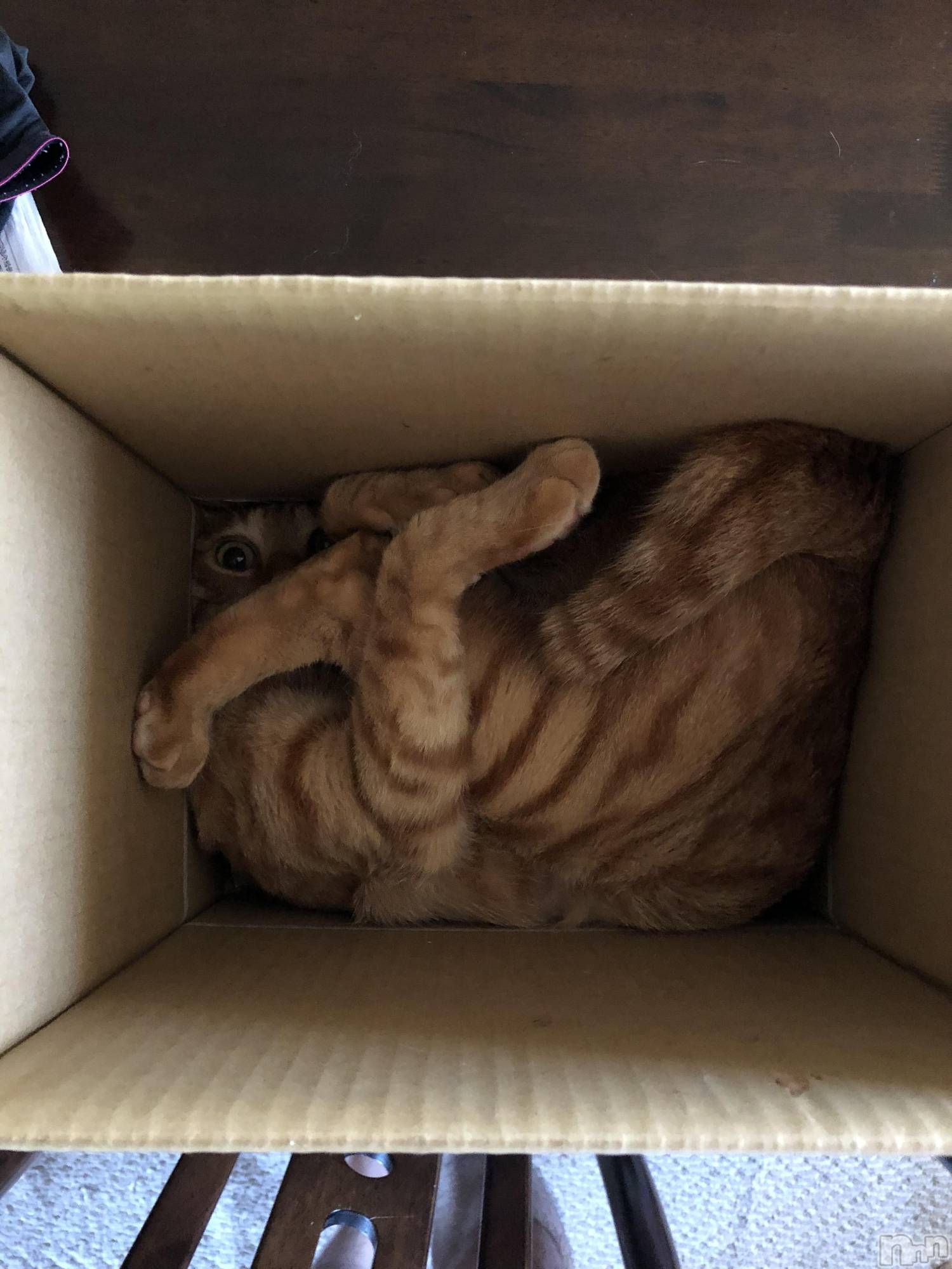 ��Į�ۥ��ȡ��ܡ������С�A151(�����������ݥ���) ��2019ǯ12��18���̥�֥����֤��Ȥɤ���Ρ�