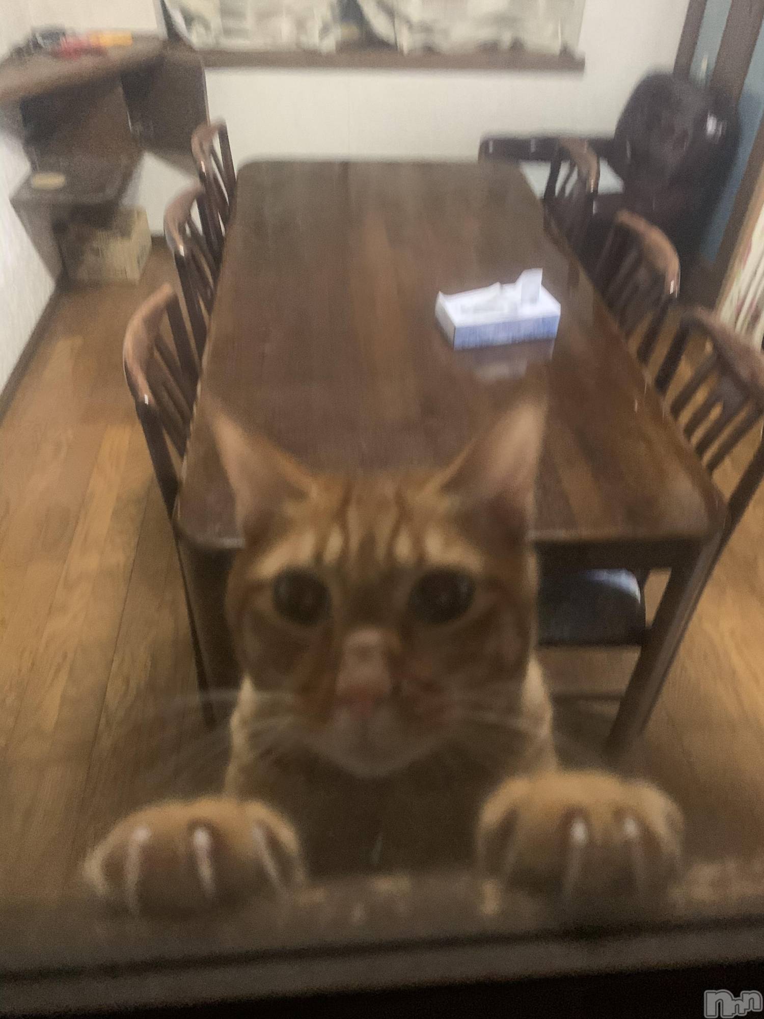 ��Į�ۥ��ȡ��ܡ������С�A151(�����������ݥ���) ��2019ǯ12��22���̥�֥����֤���ˤ��ϡ�