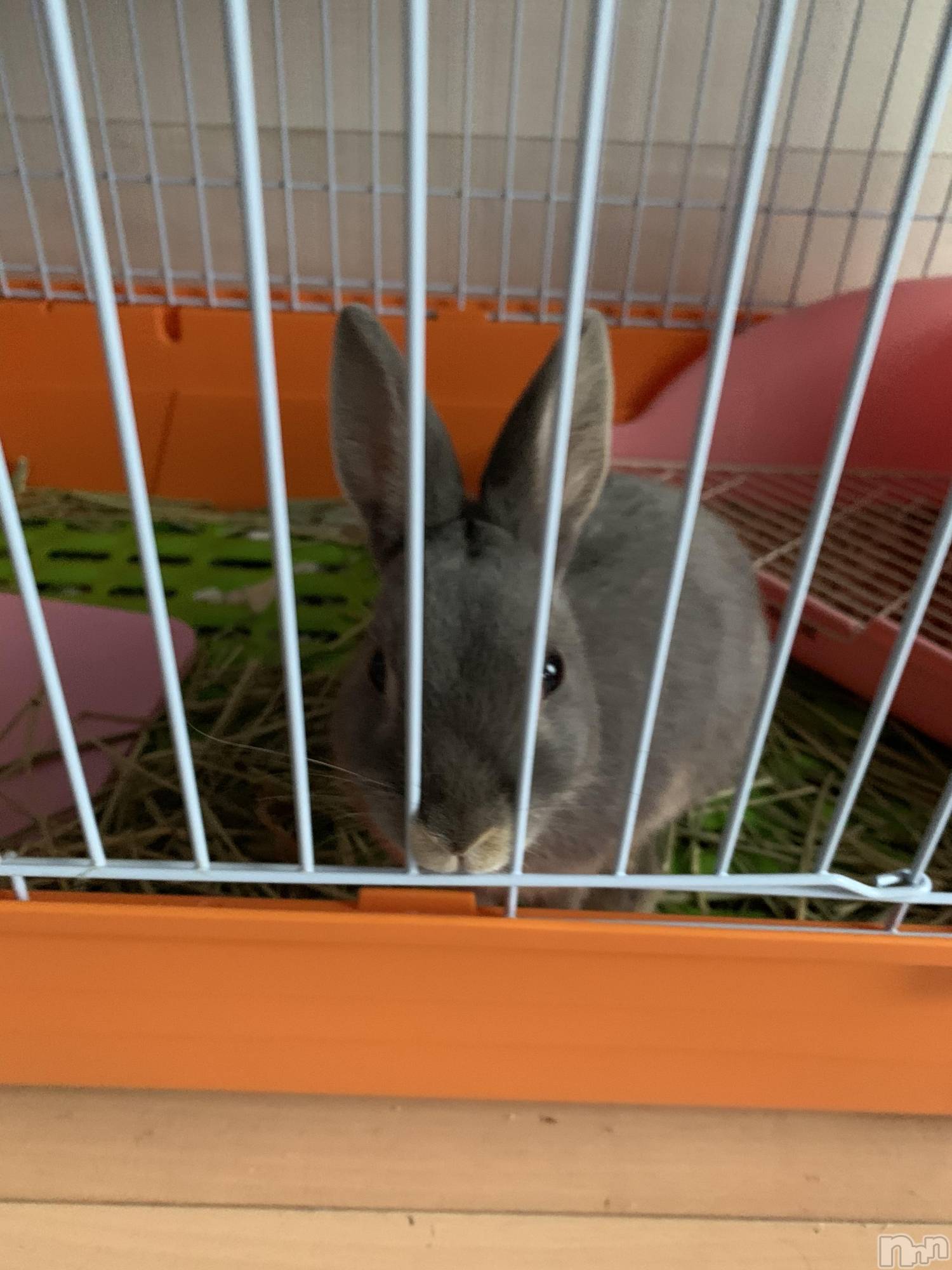 ��Į�ۥ��ȡ��ܡ������С�A151(�����������ݥ���) ��2020ǯ3��17���̥�֥����֡���