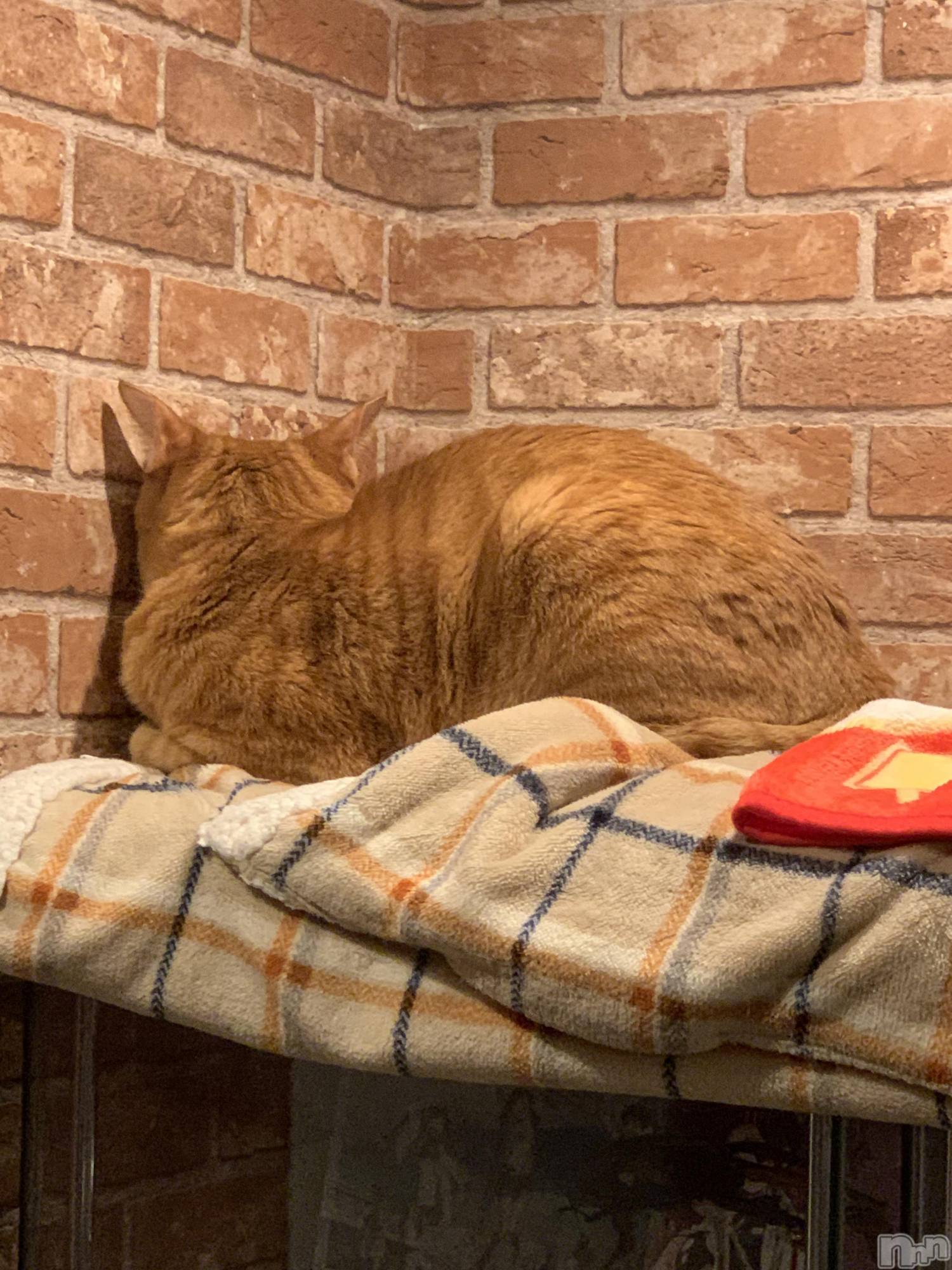 ��Į�ۥ��ȡ��ܡ������С�A151(�����������ݥ���) ��2022ǯ1��6���̥�֥������ɤ�Ĵ�ҡ�