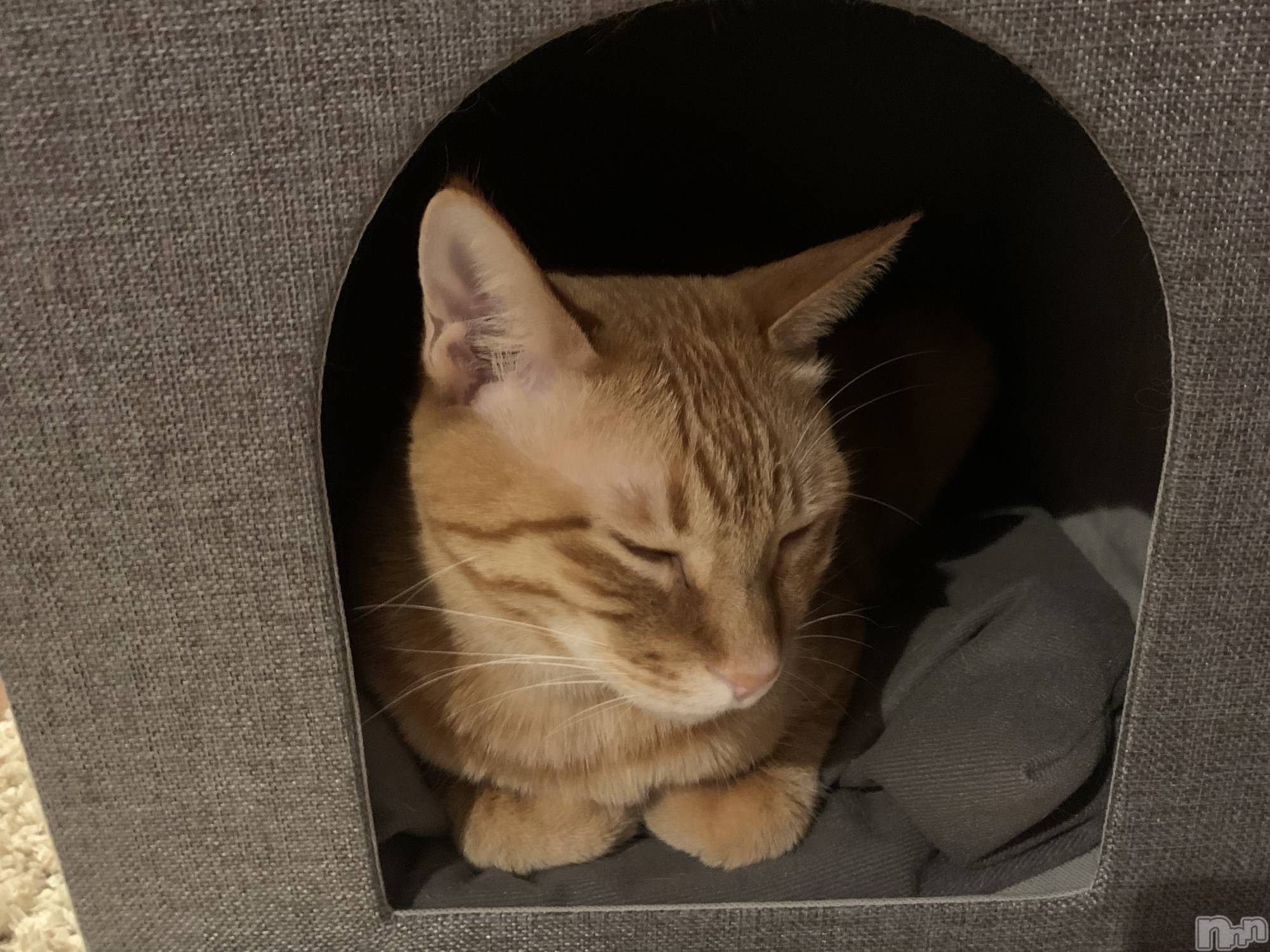 ��Į�ۥ��ȡ��ܡ������С�A151(�����������ݥ���) ��2022ǯ1��10���̥�֥�����������