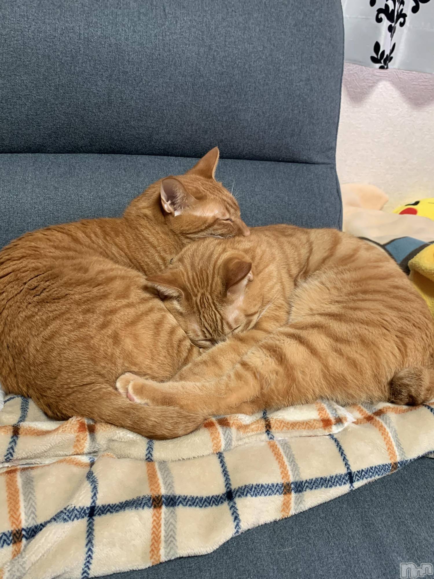 ��Į�ۥ��ȡ��ܡ������С�A151(�����������ݥ���) ��2022ǯ3��10���̥�֥����֥ॹ����