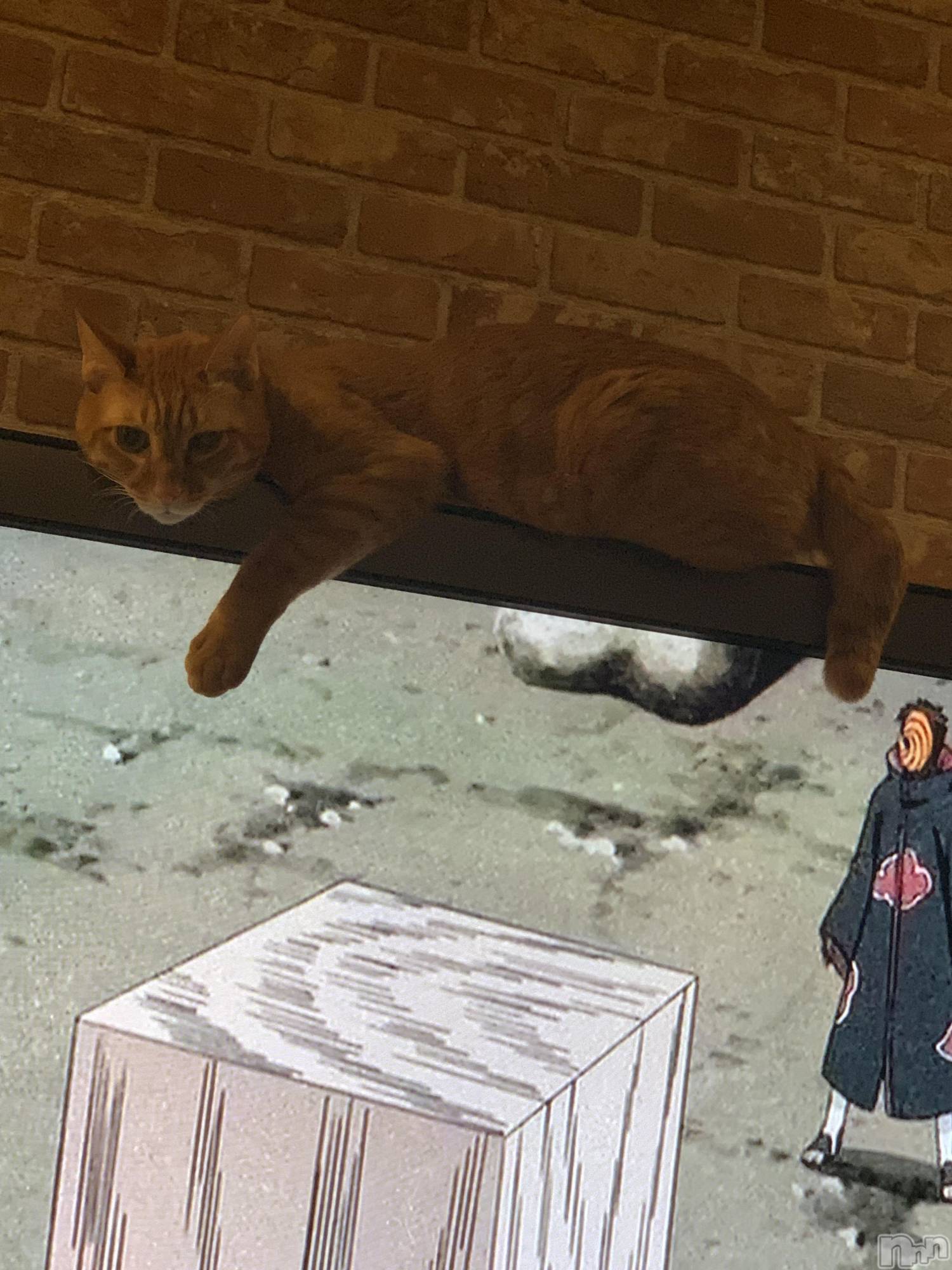 ��Į�ۥ��ȡ��ܡ������С�A151(�����������ݥ���) ��2022ǯ3��12���̥�֥����ֶ�簭����