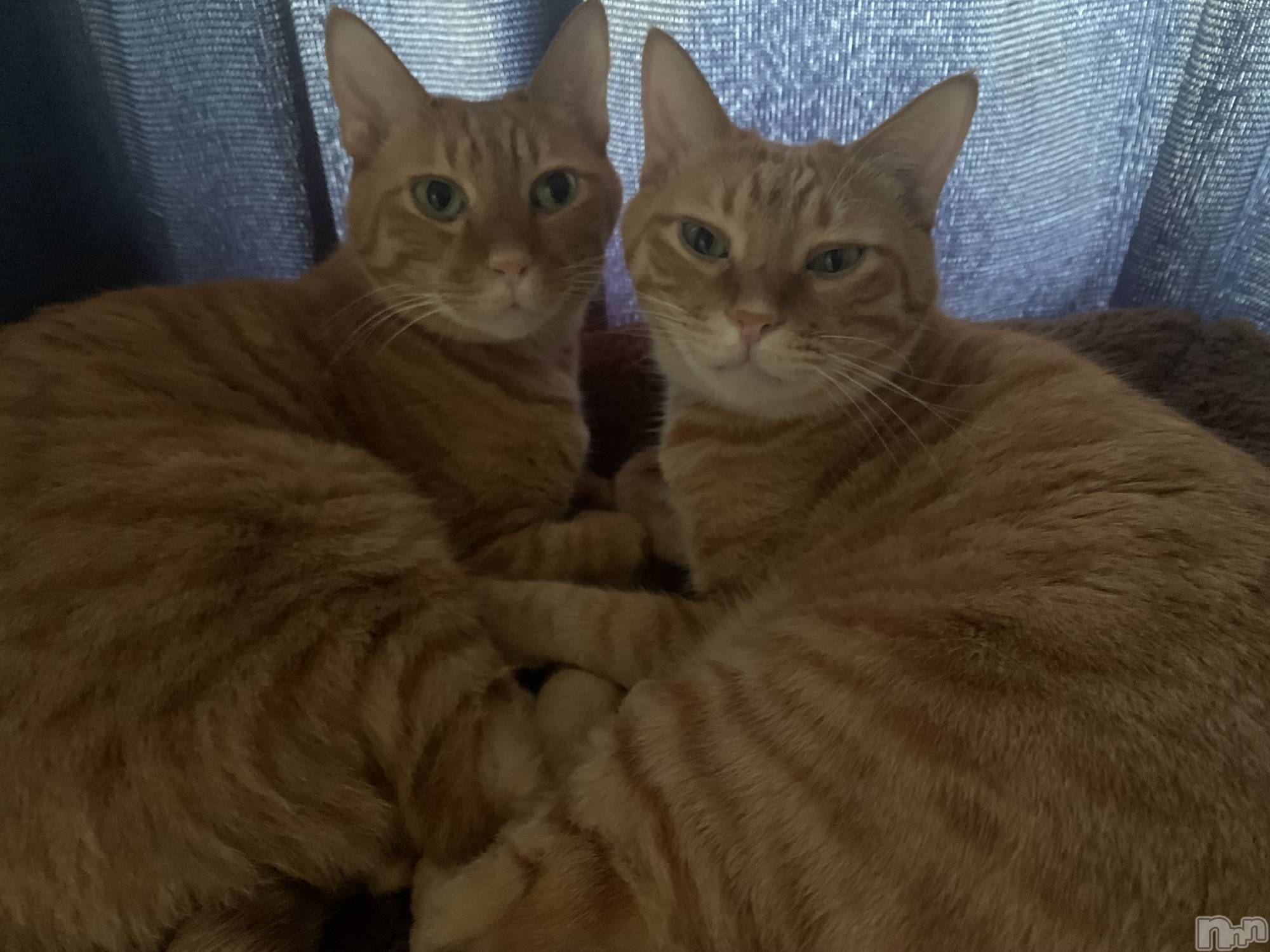 ��Į�ۥ��ȡ��ܡ������С�A151(�����������ݥ���) ��2023ǯ12��13���̥�֥�����2ɤ��