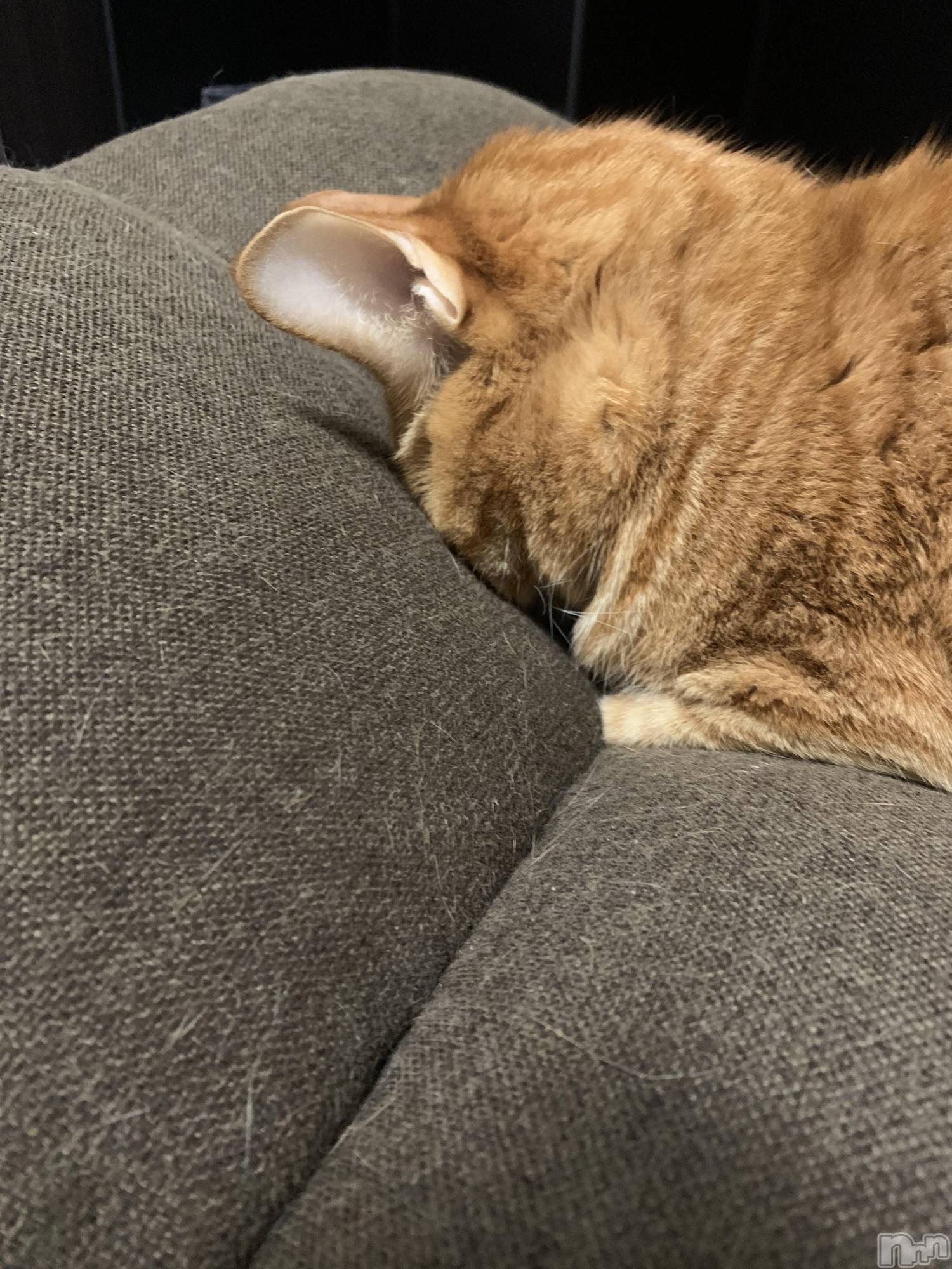 ��Į�ۥ��ȡ��ܡ������С�A151(�����������ݥ���) ��2024ǯ3��27���̥�֥����֤����ʤ�����