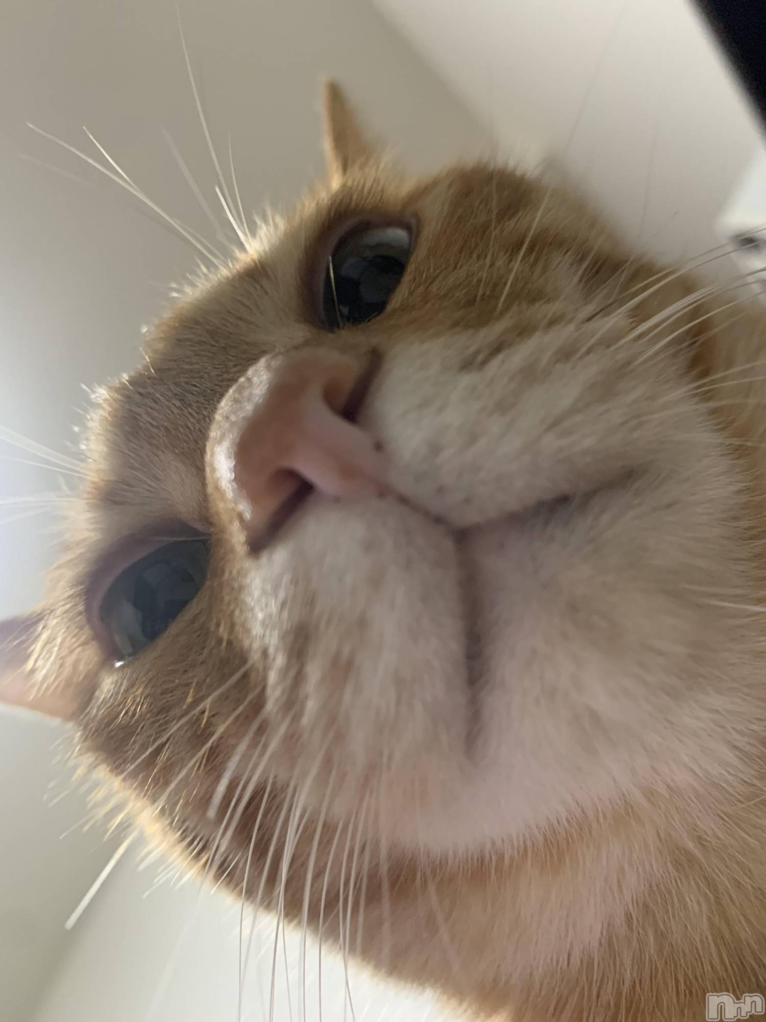 ��Į�ۥ��ȡ��ܡ������С�A151(�����������ݥ���) ��2024ǯ6��28���̥�֥����֤��٤ߡ�