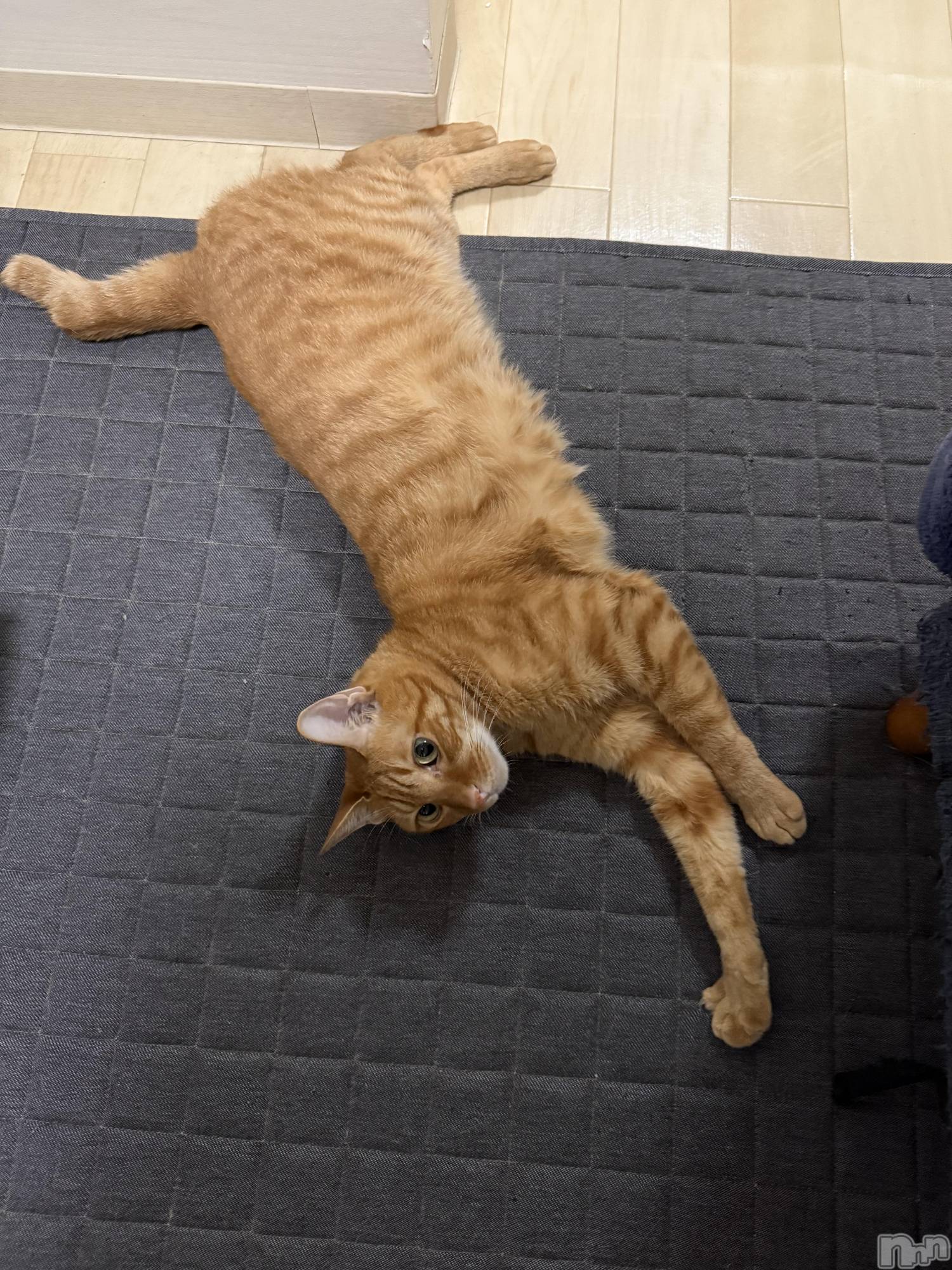 ��Į�ۥ��ȡ��ܡ������С�A151(�����������ݥ���) ��2025ǯ8��20���̥�֥����֤����Ӥ礦��