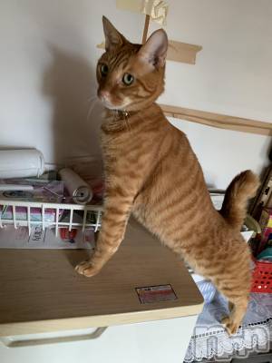 ��Į�ۥ��ȡ��ܡ������С�A151(�����������ݥ���) �������(30)��11��12���̥�֥����ֽ���ơ�