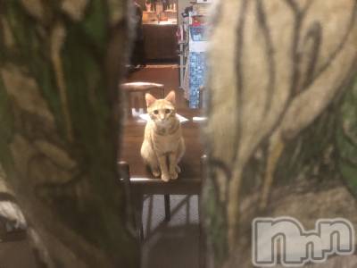 ��Į�ۥ��ȡ��ܡ������С�A151(�����������ݥ���) �������(30)��11��17���̥�֥����ּ�����