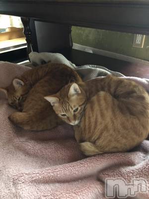 ��Į�ۥ��ȡ��ܡ������С�A151(�����������ݥ���) �������(30)��11��21���̥�֥����ּ��ʾҲ��