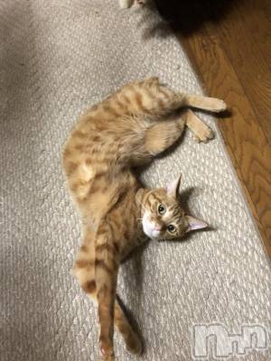 ��Į�ۥ��ȡ��ܡ������С�A151(�����������ݥ���) �������(30)��11��22���̥�֥����ֺǶ��