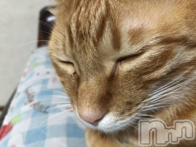 ��Į�ۥ��ȡ��ܡ������С�A151(�����������ݥ���) �������(30)��12��5���̥�֥����ֵס���