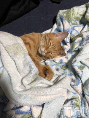 ��Į�ۥ��ȡ��ܡ������С�A151(�����������ݥ���) �������(30)��12��6���̥�֥�����ī���������