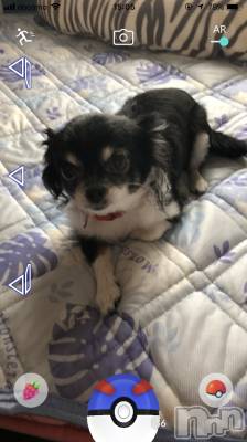 ��Į�ۥ��ȡ��ܡ������С�A151(�����������ݥ���) �������(30)��12��9���̥�֥����ֿ����