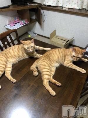 ��Į�ۥ��ȡ��ܡ������С�A151(�����������ݥ���) �������(30)��12��10���̥�֥����֥��󥯥���