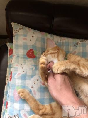 ��Į�ۥ��ȡ��ܡ������С�A151(�����������ݥ���) �������(30)��12��13���̥�֥������֤�����