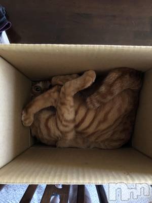 ��Į�ۥ��ȡ��ܡ������С�A151(�����������ݥ���) �������(30)��12��18���̥�֥����֤��Ȥɤ���Ρ�