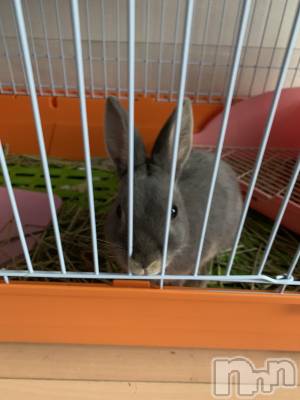 ��Į�ۥ��ȡ��ܡ������С�A151(�����������ݥ���) �������(30)��3��17���̥�֥����֡���